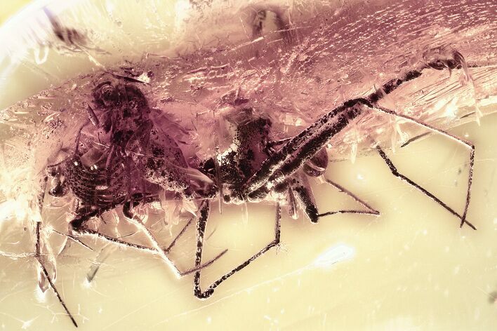 Fossil Assassin Spider (Archaeidae) and Fly In Baltic Amber - Rare! #367304